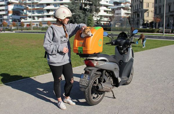 Pet On Wheels 03